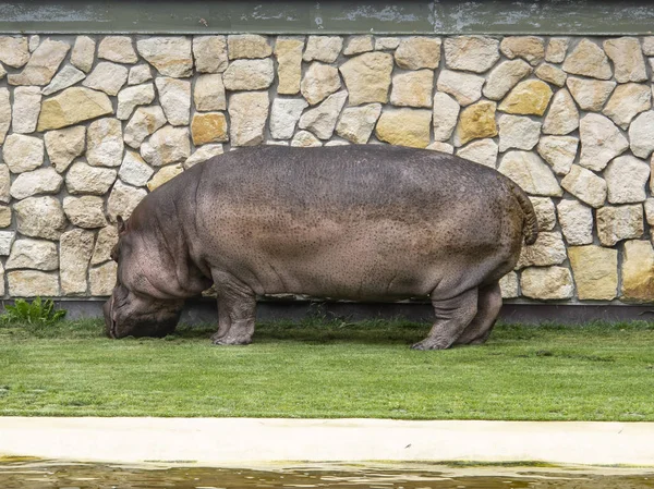 Hipopótamo Zoológico Come Grama — Fotografia de Stock