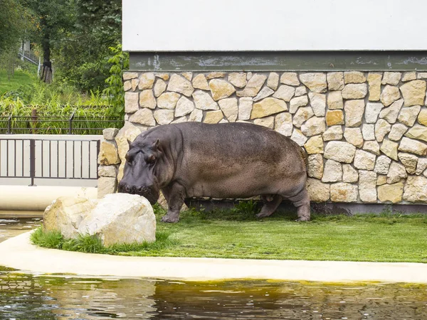 Hipopótamo Jardim Zoológico Fundo Parede — Fotografia de Stock