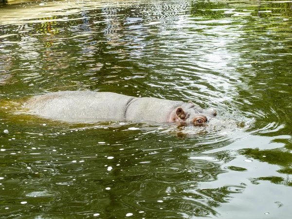 Hippopotamus Zoo Swims Water — Stock Photo, Image