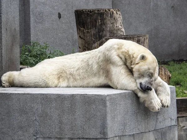 Ours Polaire Repose Sur Une Pierre — Photo