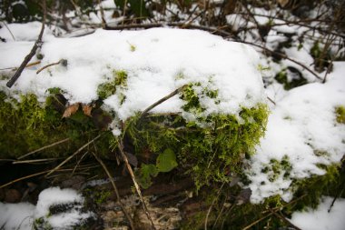 eski ağaç Moss, kar ve kış sahne ile kaplı