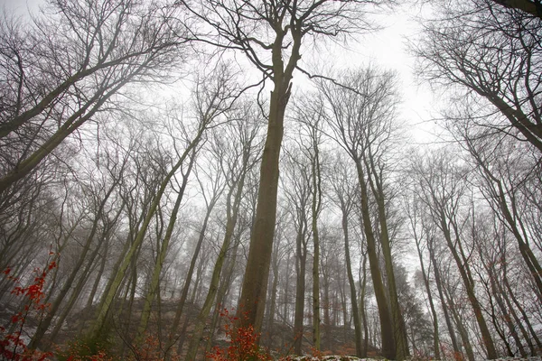 树木的枝条在冬天的风景 — 图库照片