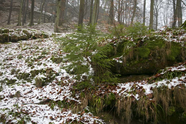 Winterzeit, grüner Nadelbaum, kleine Schneedecke — Stockfoto