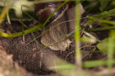 salyangoz çim ağaçlarına gizler