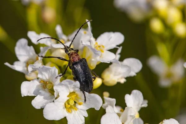 昆虫が花の上に食べ物を探しています。 — ストック写真