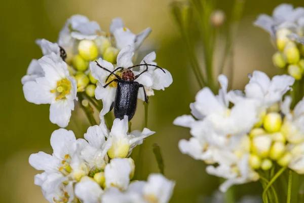 昆虫が花の上に食べ物を探しています。 — ストック写真