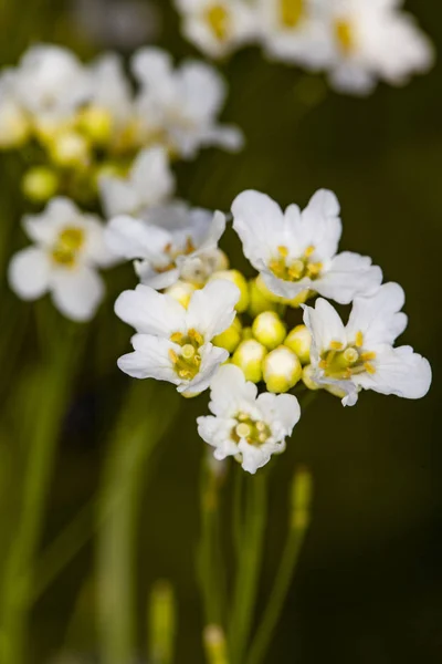 Weiße Blume im Garten — Stockfoto