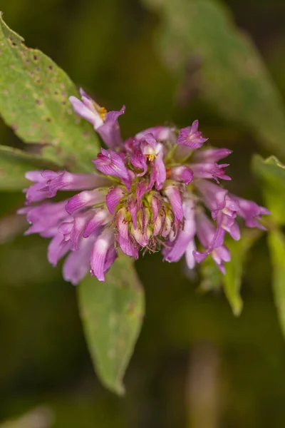 Rosa blomma i trädgården — Stockfoto