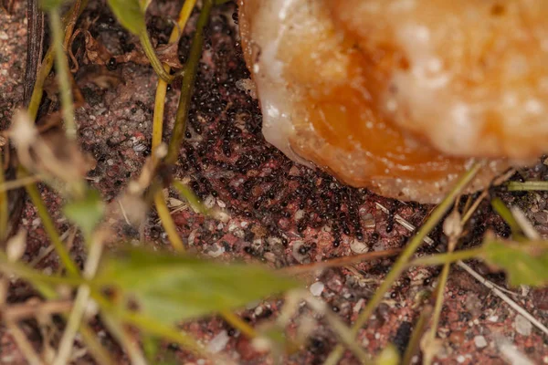 Flock of ants, closeup — Stock Photo, Image