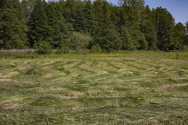 Champ avec herbe coupée, été à la campagne, nourriture d'hiver pour — Photo