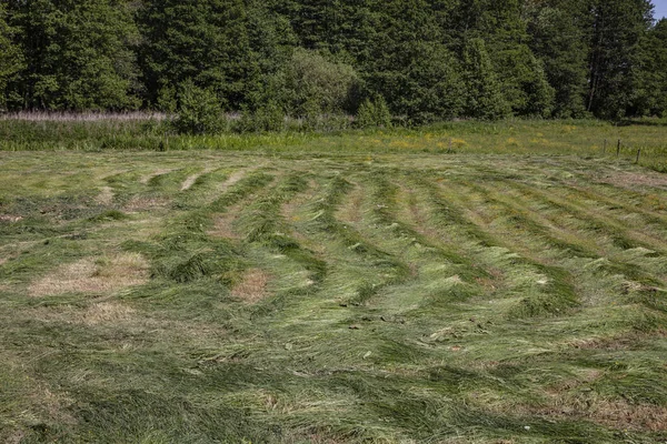 Campo com grama cortada, verão no campo, comida de inverno para — Fotografia de Stock