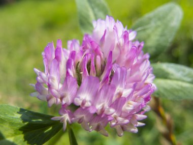 bir yonca çiçek yakın çekim