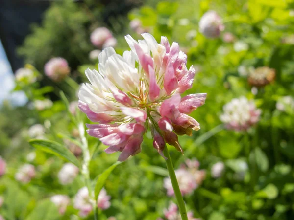 クローバーの花のクローズ アップ — ストック写真