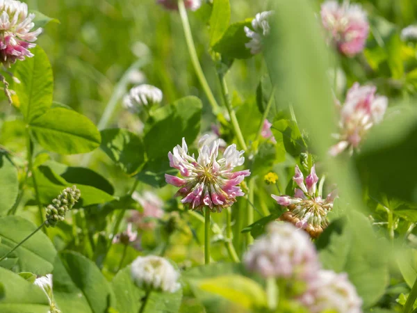 Vicino su un fiore di trifoglio — Foto Stock