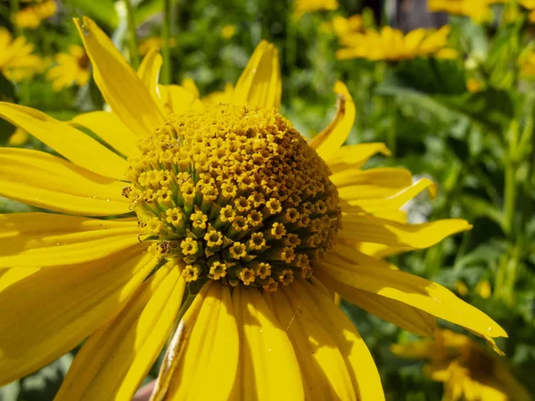 Beautiful yellow flowers, close up — Stock Photo, Image