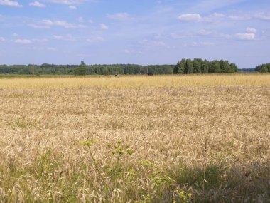 Görünüm alanının buğday ile kaplı