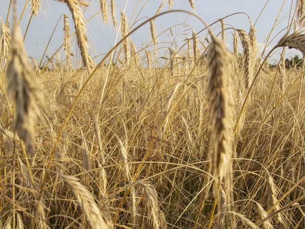 Champ couvert de blé, un beau paysage estival — Photo