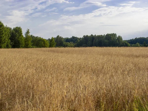 Champ couvert de blé, un beau paysage estival — Photo