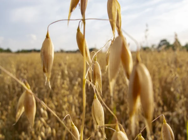 Champ couvert de blé, un beau paysage estival — Photo