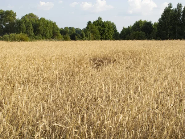 Champ couvert de blé, un beau paysage estival — Photo