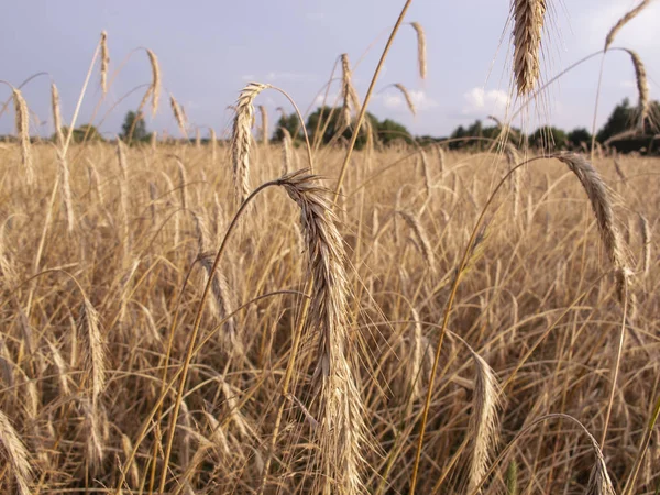 Champ couvert de blé, un beau paysage estival — Photo