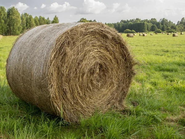 Balle di fieno nel campo, preparando il cibo per gli animali per il vento — Foto Stock