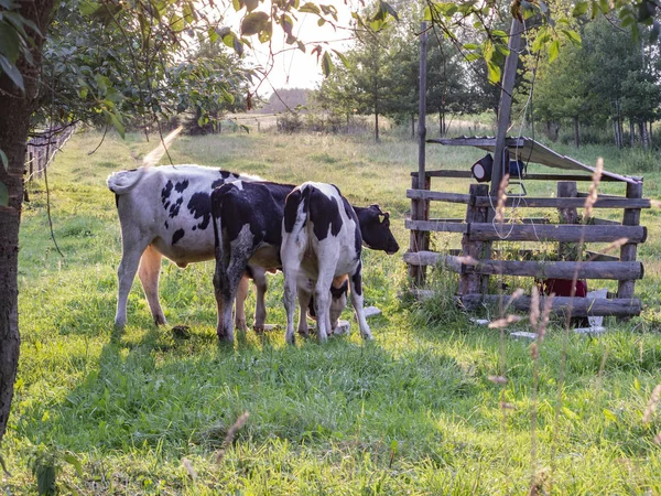 Vaches dans le pâturage, manger de l'herbe — Photo