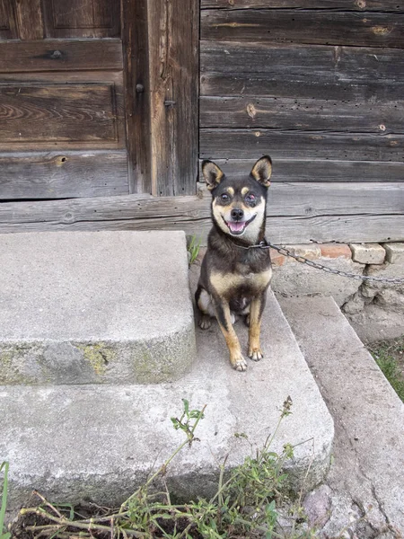 Kleiner Hund mit einem gesunden Auge, an eine Kette gebunden, trauriges Porträt — Stockfoto