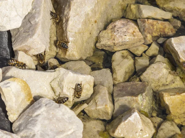 Rebanho de vespas em pedras pela água — Fotografia de Stock