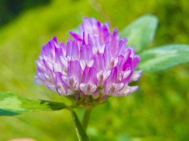 bir yonca çiçek yakın çekim