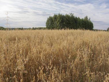 buğday, bir güzel yaz manzara ile kapalı alan