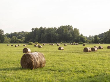 alanında, saman balya hayvanlar için besin winte için hazırlanıyor