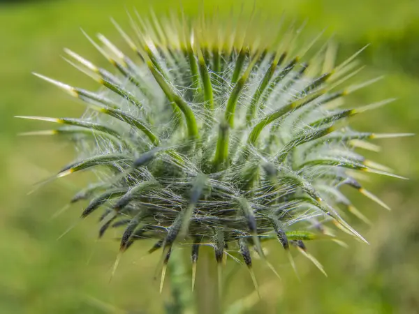 Närbild på en grön tistel — Stockfoto