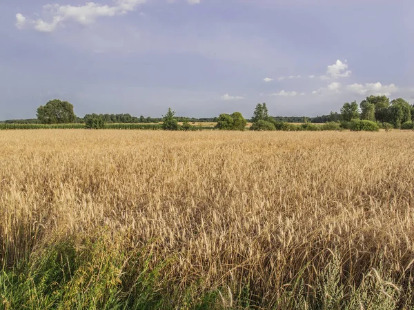 Поле, покрытое пшеницей, красивый летний пейзаж — стоковое фото