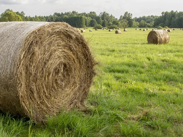 Höbalar i fältet, förbereda mat för djuren på vintern — Stockfoto