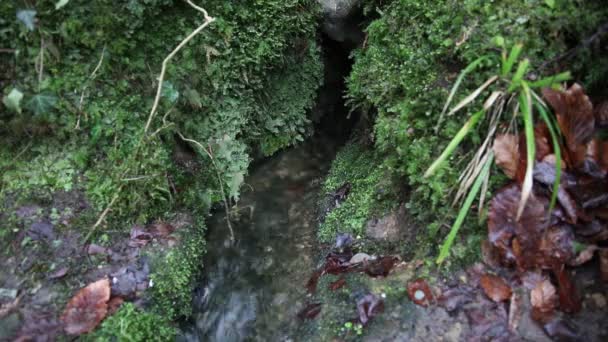 Corrente Água Entre Rochas Musgo Pedras — Vídeo de Stock