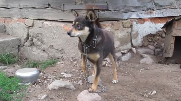 Hund Kedja Med Ett Öga — Stockvideo