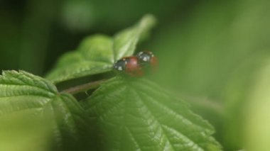 Coccinella septempunctata, iki ladybirds bir yaprak üzerinde copulating, yakın çekim