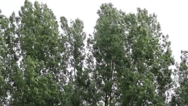 Wind Beweegt Takken Van Bomen Grijze Lucht — Stockvideo