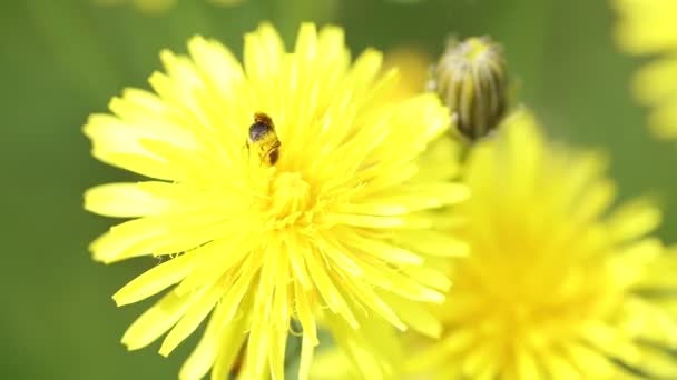 Small Insect Bee Family Collects Pollen Flowers — Stock Video