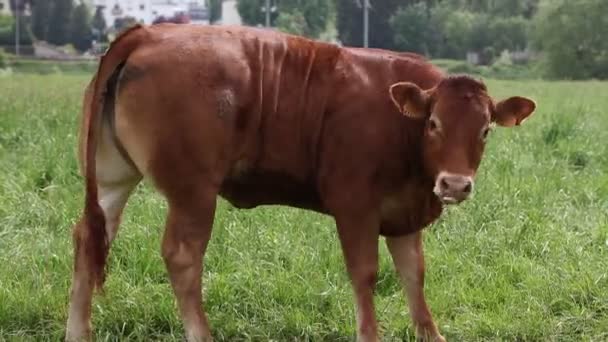 Αγελάδα Στο Βοσκότοπο Μύγες Μακριά — Αρχείο Βίντεο