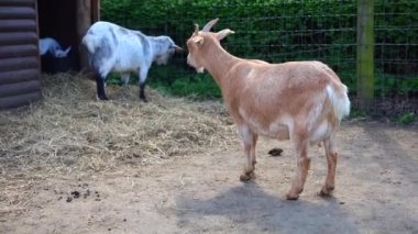 Bir çiftlikte üç dolar