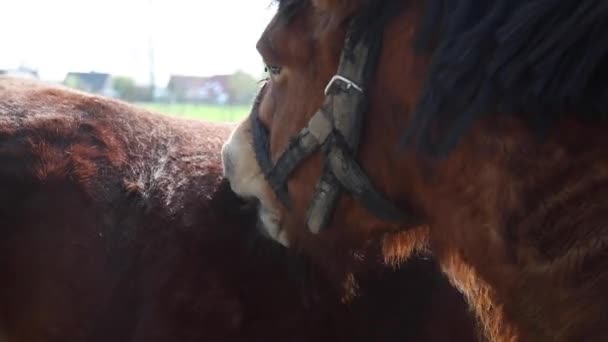 Cavalos Limpar Uns Aos Outros Pele Velha Close — Vídeo de Stock