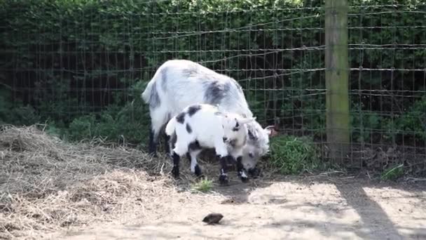 Small Goat Walks Away Large Goat — Stock Video