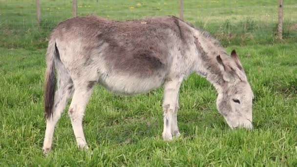 Donkey Eats Grass Pasture — Stock Video