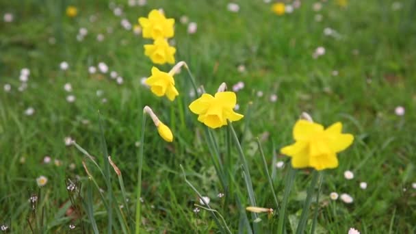 Yellow Flowers Sway Wind — Stock Video