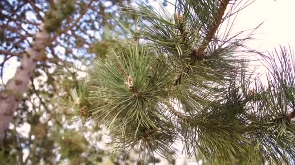 Κοντινό Πλάνο Πευκοβελόνες Δέντρων — Αρχείο Βίντεο