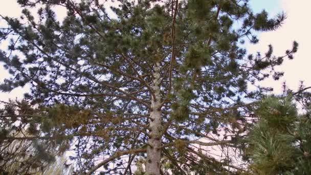 Branches Pin Balancent Dans Vent — Video