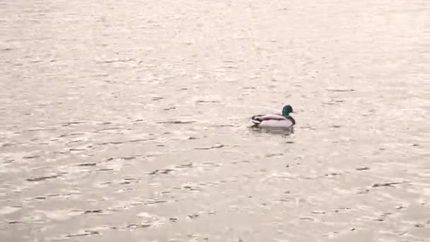 One Duck Swiming Water — Stock Video