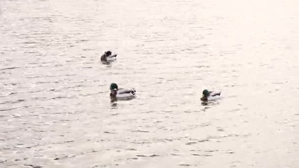 Ördekler Üzerinde Yüzer — Stok video